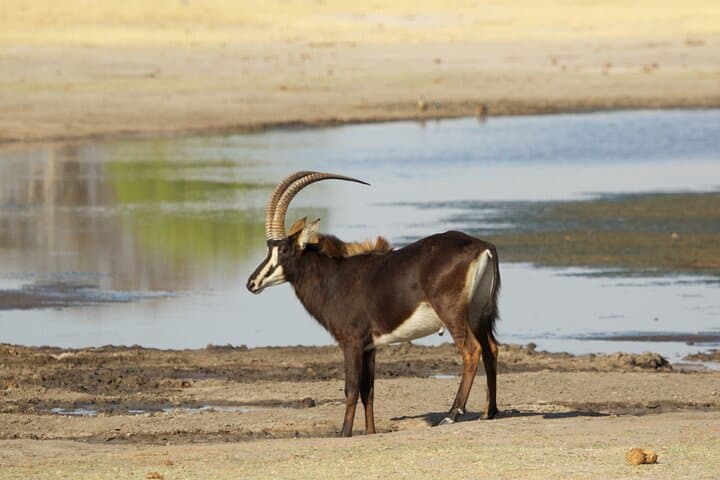 Full Day Victoria Falls + Zambezi National Park Safari: Guide, History & Practical Tips photo 5