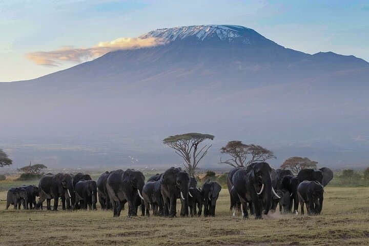 Overnight Amboseli Safari from Nairobi — Elephants, Kilimanjaro & Private Game Drives photo 3