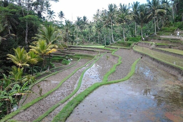 Full-Day Mount Batur & Ubud Tour — Monkey Forest, Rice Terraces, Tirta Empul & Spa photo 3