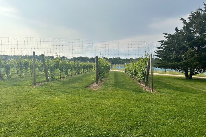 Luxury Long Island Private Winery Tour from NYC — North Fork & Hamptons photo 3