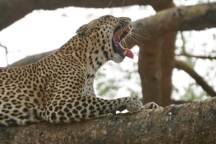 7-Day Uganda Safari: Murchison Falls, Kibale Chimps & Bwindi Gorillas