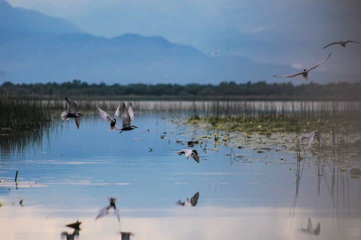 Skadar Lake Kayaking: Hidden Canals, Water Lilies & Lesendro Swim photo 6