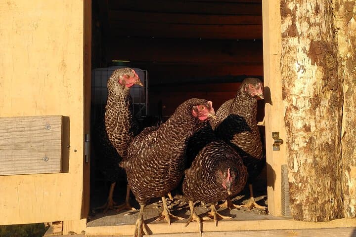 Organic Farm & Animal Tour Near Serra da Estrela: Hands-On Ecotourism in Trancoso photo 5