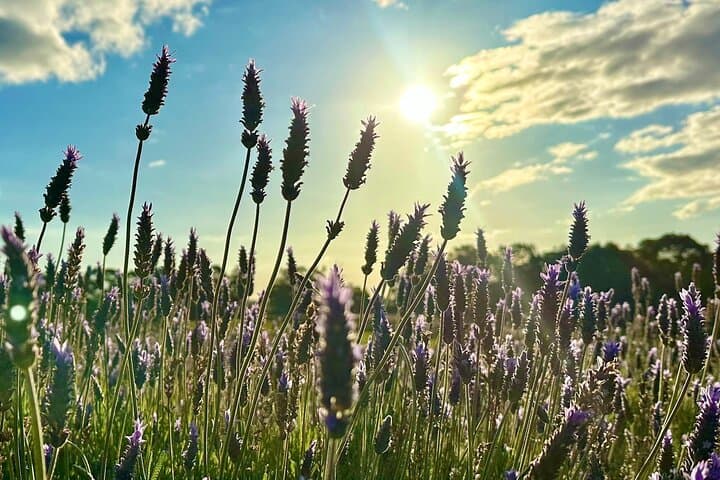 Pinnacles, Lobster & Lavender: Full-Day Small-Group Tour from Perth photo 2