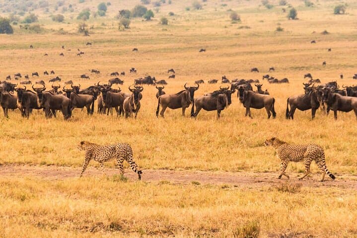 7-Day Kenya Safari: Maasai Mara, Nakuru, Naivasha & Amboseli Wildlife Tour photo 6