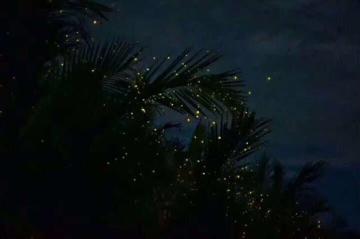 Kuala Selangor Fireflies & Silver-Leaf Monkey Gazing Tour — Night Boat Ride and Bukit Melawati Visit photo 2