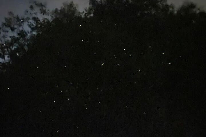 Kuala Selangor Fireflies & Silver-Leaf Monkey Gazing Tour — Night Boat Ride and Bukit Melawati Visit photo 5