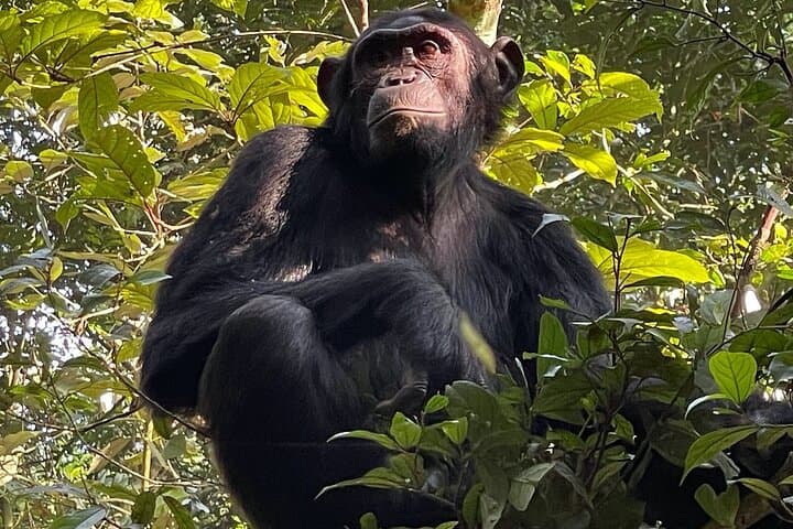 2-Day Chimpanzee Trekking Safari in Kibale Forest National Park photo 1