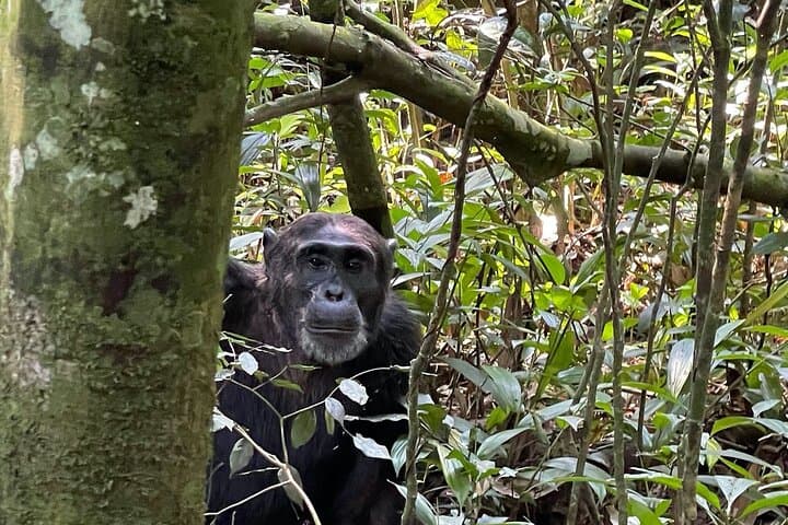 2-Day Chimpanzee Trekking Safari in Kibale Forest National Park photo 2