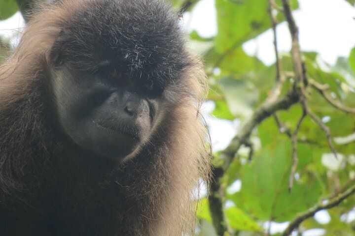 2-Day Chimpanzee Trekking Safari in Kibale Forest National Park photo 3