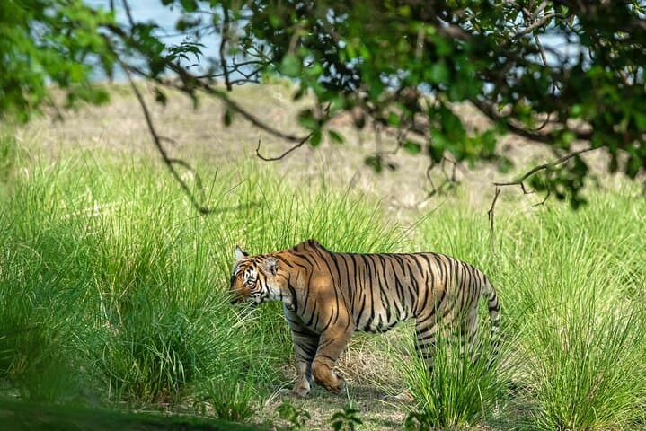 Ranthambore Day Trip from Jaipur — Jeep & Canter Tiger Safari Guide photo 5