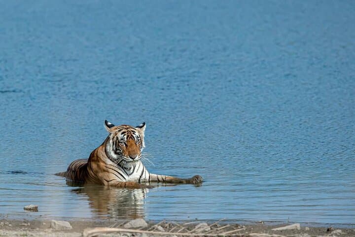 Ranthambore Day Trip from Jaipur — Jeep & Canter Tiger Safari Guide photo 3