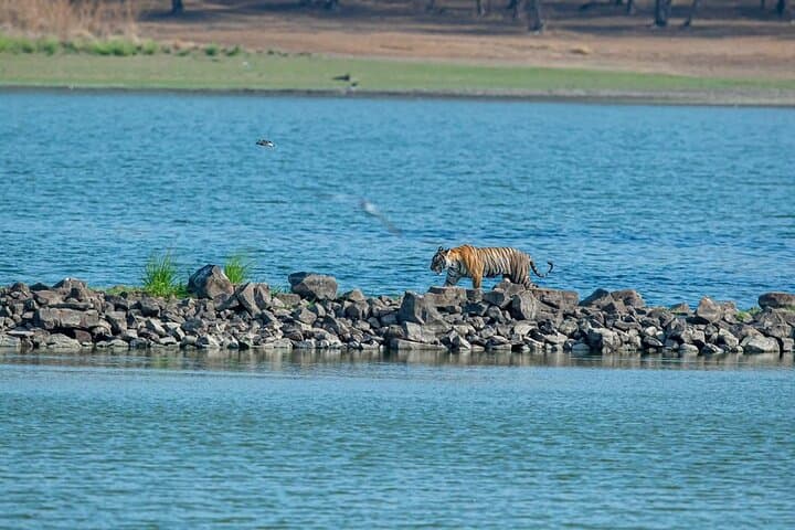 Ranthambore Day Trip from Jaipur — Jeep & Canter Tiger Safari Guide photo 4