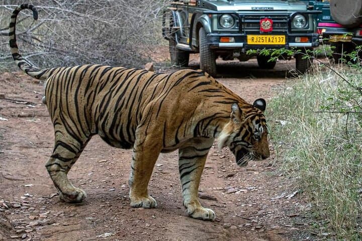 Ranthambore Day Trip from Jaipur — Jeep & Canter Tiger Safari Guide photo 6