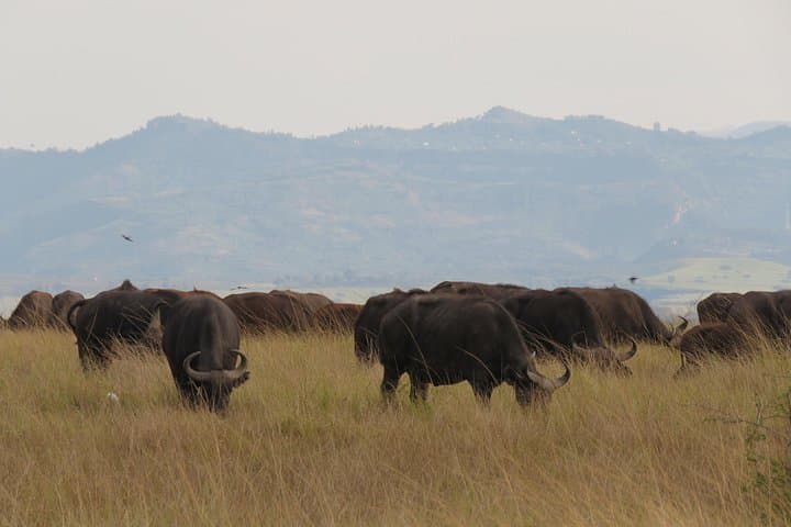 3-Day Queen Elizabeth National Park Safari & Kyambura Chimp Trek photo 2