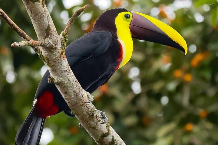 Rio Celeste Waterfall Hike & Tubing from La Fortuna — 6-Hour Rainforest Adventure photo 3