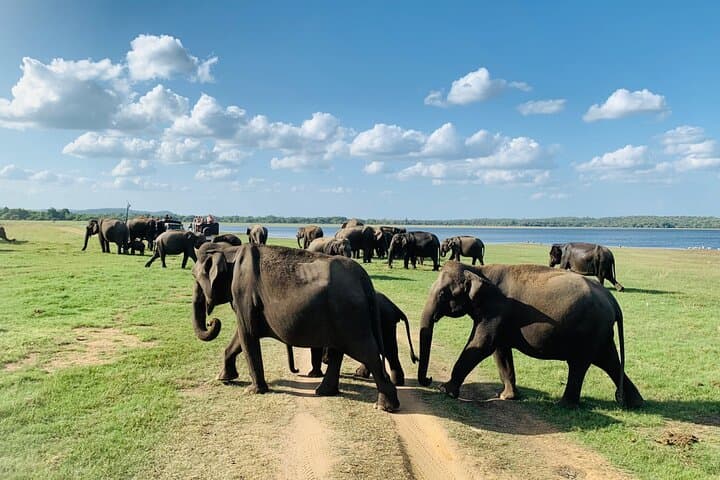 Private Jeep Safari at Minneriya National Park — Elephant Encounters from Habarana photo 3