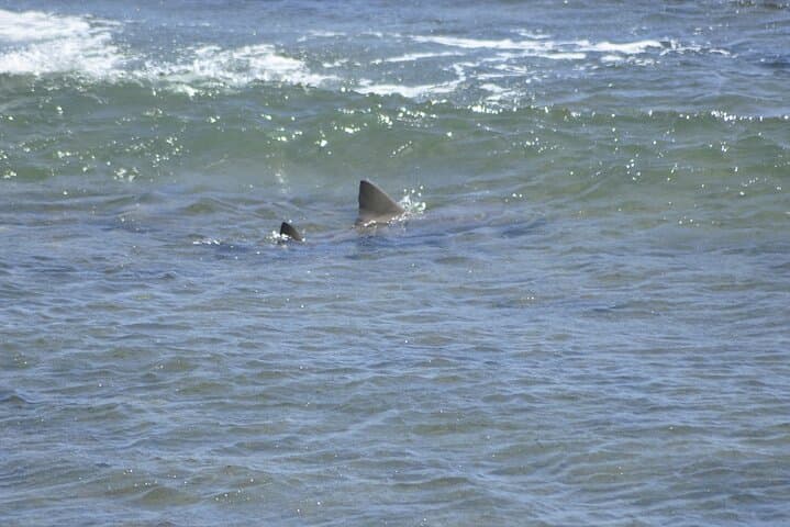 Boa Vista West Coast 4x4: Sandboarding, Turtles & Lemon Sharks photo 4