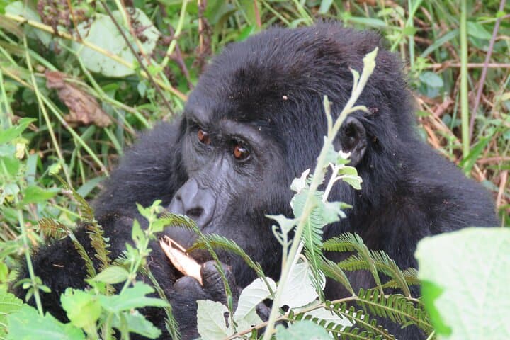 great-loop-uganda-safari-16-day-gorilla-chimpanzee-wildlife-adventure photo 3