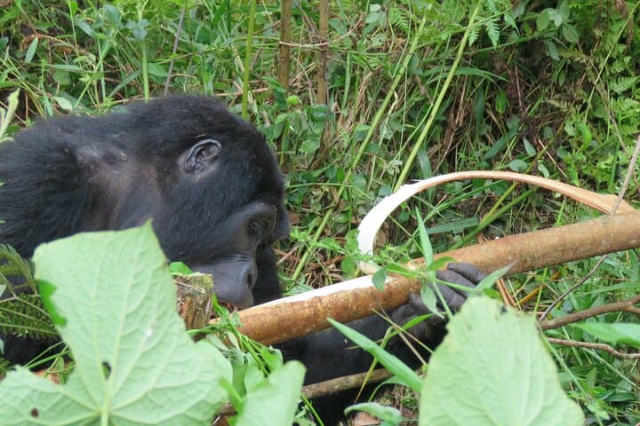 great-loop-uganda-safari-16-day-gorilla-chimpanzee-wildlife-adventure photo 4