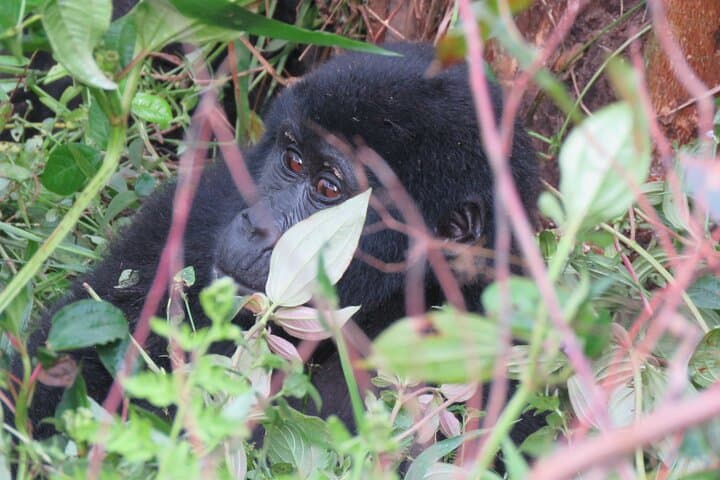great-loop-uganda-safari-16-day-gorilla-chimpanzee-wildlife-adventure photo 5