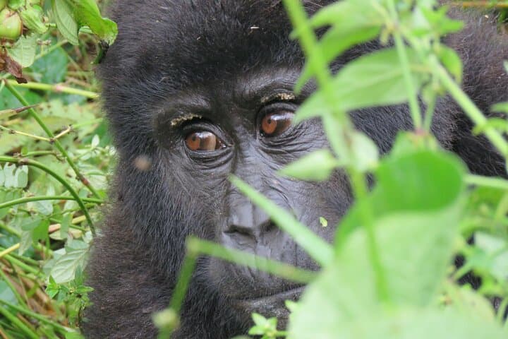 great-loop-uganda-safari-16-day-gorilla-chimpanzee-wildlife-adventure photo 6