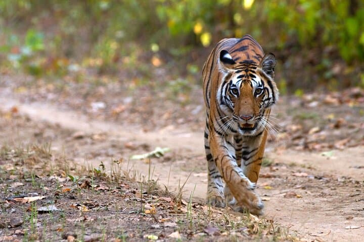 11-Day Private Wildlife Safari: Pench, Kanha & Bandhavgarh Tiger Tour