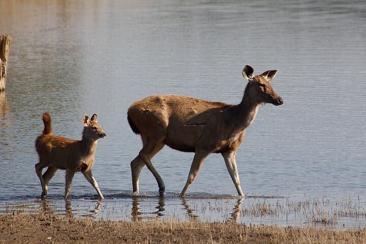 11-Day Private Wildlife Safari: Pench, Kanha & Bandhavgarh Tiger Tour photo 2