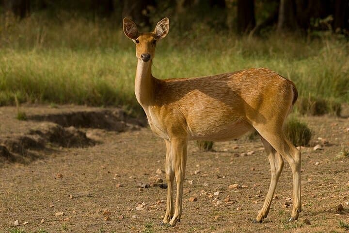 11-Day Private Wildlife Safari: Pench, Kanha & Bandhavgarh Tiger Tour photo 3