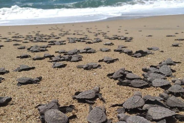 Baby Sea Turtle Release Tour — Juluchuca Conservation Experience in Ixtapa-Zihuatanejo