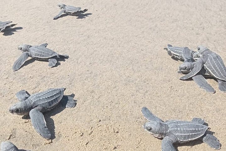 Baby Sea Turtle Release Tour — Juluchuca Conservation Experience in Ixtapa-Zihuatanejo photo 3