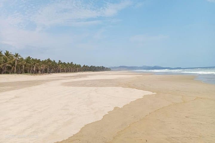 Baby Sea Turtle Release Tour — Juluchuca Conservation Experience in Ixtapa-Zihuatanejo photo 4