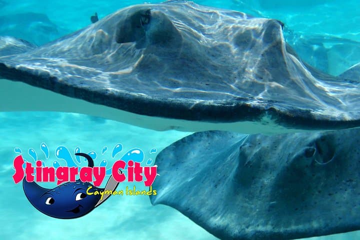 Stingray City & Starfish Snorkel: Coral Garden Adventure in Grand Cayman photo 4