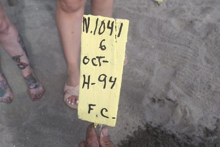 Baby Sea Turtle Release Tour — Juluchuca Conservation Experience in Ixtapa-Zihuatanejo photo 5