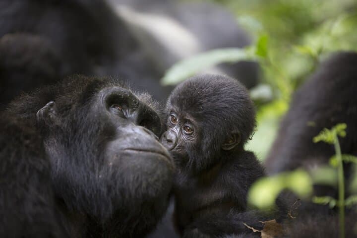 3-Day Bwindi Gorilla Trekking Safari — Mountain Gorillas in Uganda
