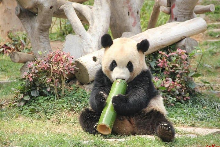 5-Day Natural Panda Paradise Tour in Chengdu — Pandas, Leshan & Emei Shan photo 1