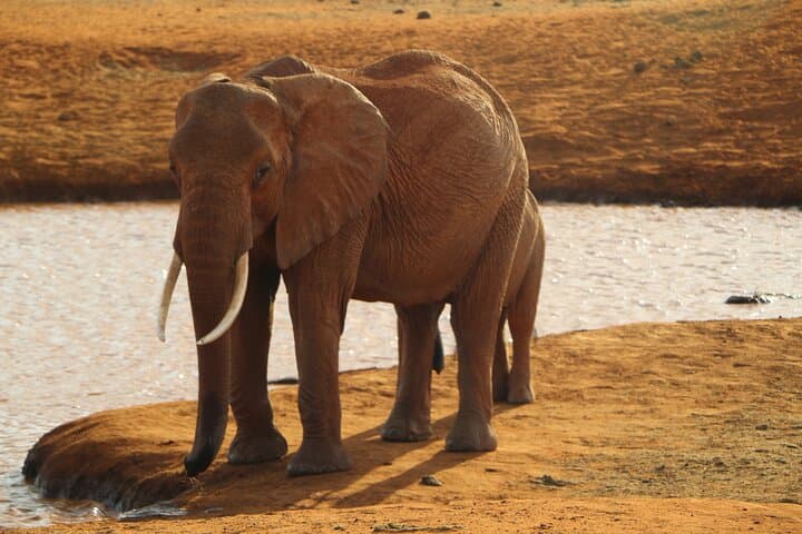 7-Day Kenya Safari: Maasai Mara, Nakuru, Naivasha & Amboseli Wildlife Tour photo 4