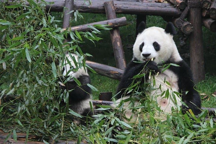 5-Day Natural Panda Paradise Tour in Chengdu — Pandas, Leshan & Emei Shan photo 4
