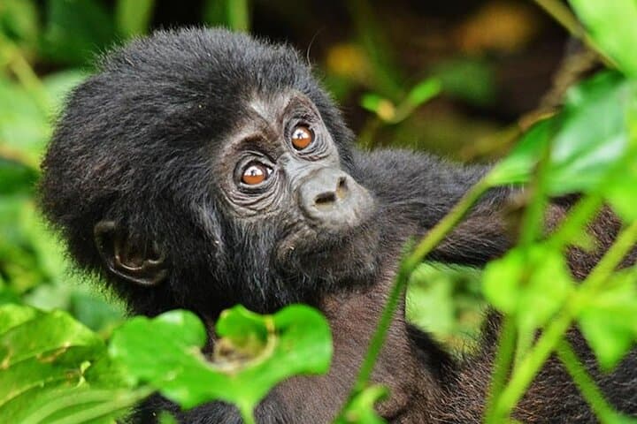 2-Day Private Gorilla Trek Safari in Bwindi (via Kigali) photo 3