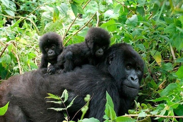 2-Day Private Gorilla Trek Safari in Bwindi (via Kigali) photo 5