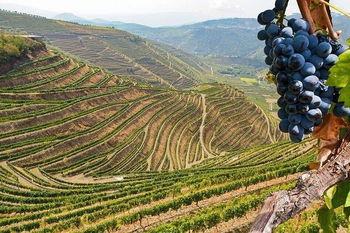 Private Full-Day Douro Valley Tour: Wine Tastings & Riverside Views from Porto photo 4