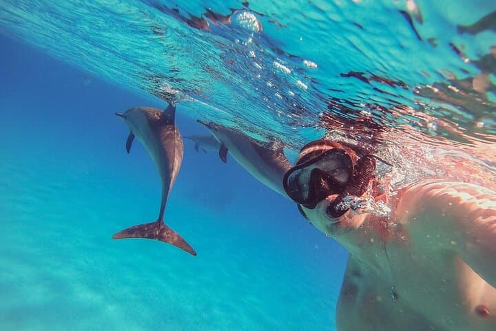 Sataya Reef Dolphin Snorkel Day Trip from Marsa Alam