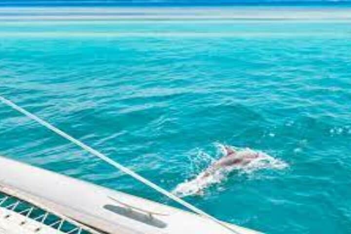 Sataya Reef Dolphin Snorkel Day Trip from Marsa Alam photo 5