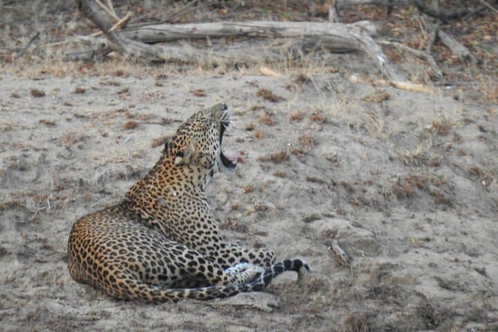 Evening Leopard Safari — Yala National Park with Janaka (2:00–6:30 PM) photo 5