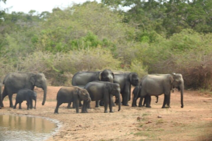 Evening Leopard Safari — Yala National Park with Janaka (2:00–6:30 PM) photo 4