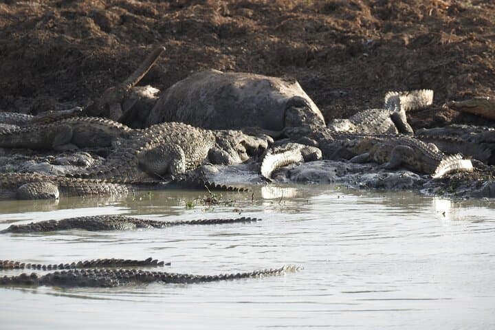 Evening Leopard Safari — Yala National Park with Janaka (2:00–6:30 PM) photo 6