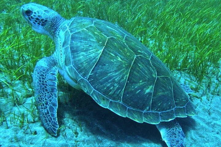 Guided Snorkeling in Los Cristianos, Tenerife — Rays, Reefs & Beginner-Friendly Bays photo 4
