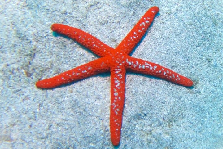 Guided Snorkeling in Los Cristianos, Tenerife — Rays, Reefs & Beginner-Friendly Bays photo 5