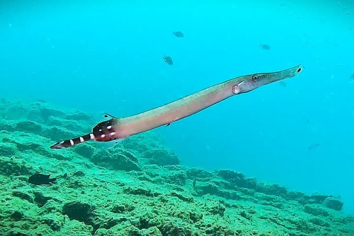 Guided Snorkeling in Los Cristianos, Tenerife — Rays, Reefs & Beginner-Friendly Bays photo 6