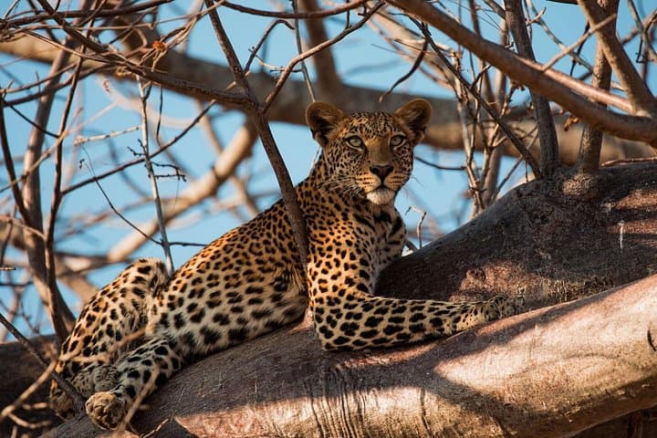 5-Day Mid-Range Tanzania Safari: Tarangire, Ngorongoro & Lake Manyara photo 2